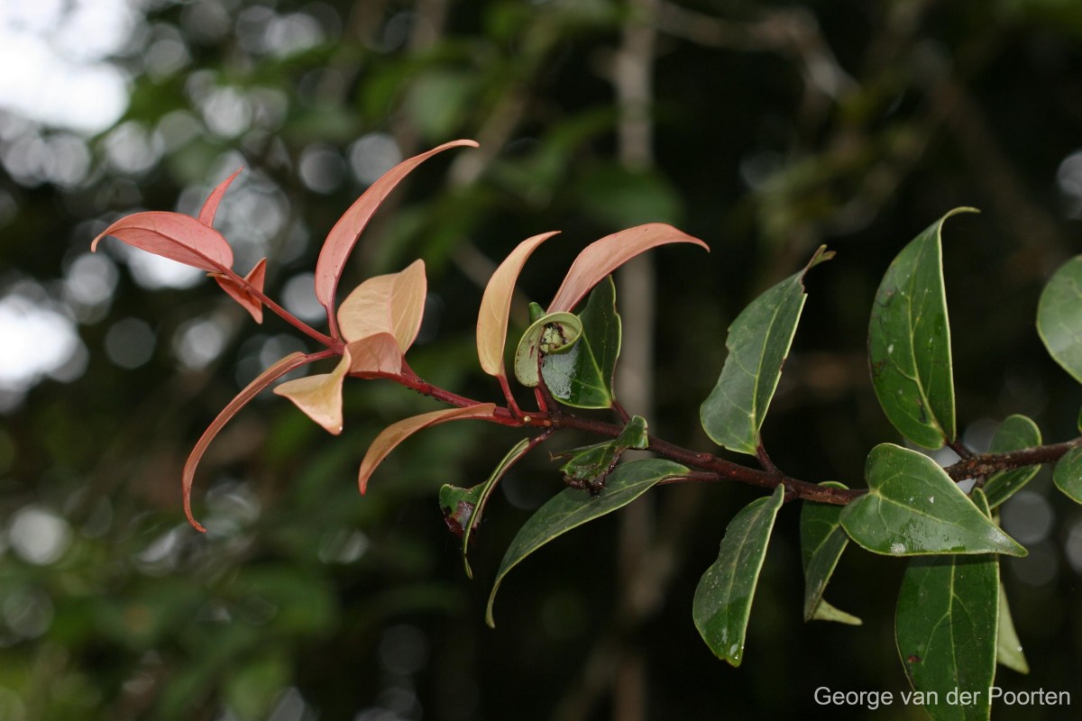 Tolypanthus gardneri (Thwaites) Tiegh.